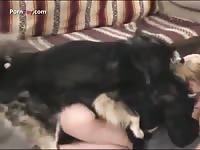 This slut wife sucking a big fat doggy cock