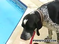 Trannymalsex poolside - Dog Porn