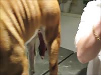 Woman records her bulldog s dick at vet - Dog Porn