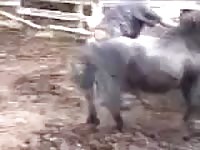 Woman shits on horse cock