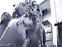 Woman with dalmatian homemade video