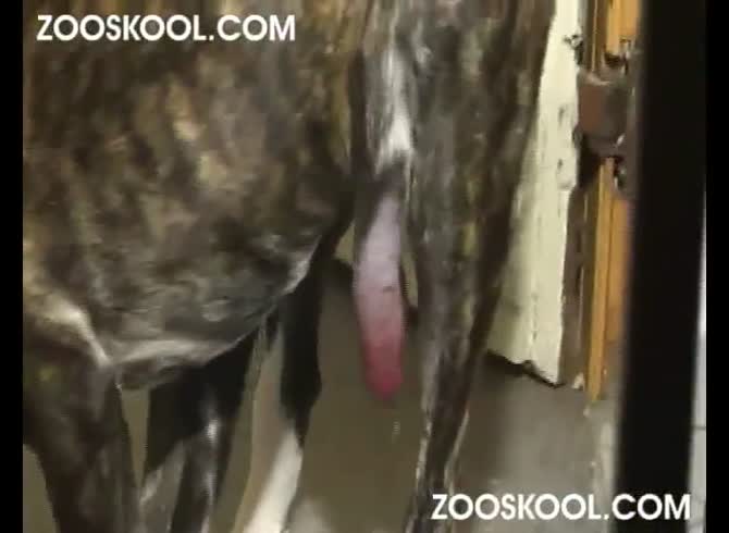 Zooskool Mp4 - Zooskool - Dog Porn and Sex Animal ] kerstin dane day - Zoo Porn Video -  Zoo Porn Dog at Katitube