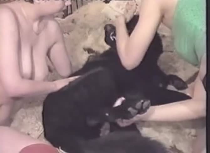 T bobs pregnant dog lover 2 - Zoo Porn Dog at Katitube
