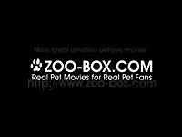 T zoophile girl dog mix2 - zoobox