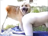 Mature fucked by two dogs