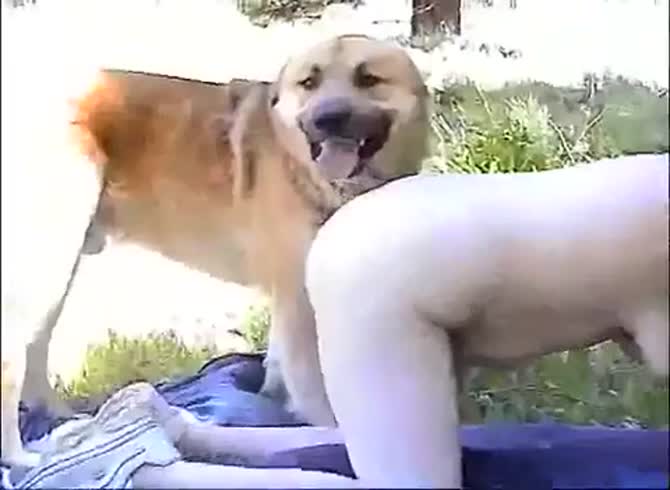 Two Dogs Fuck Girl