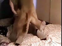 Excited hound pleases chubby owner