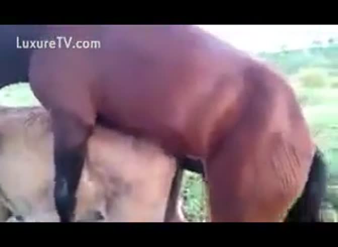 Fuck guy horse Big horse
