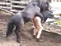 Hard fucked by her horse