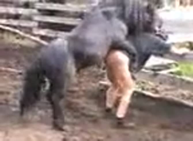670px x 490px - Hard fucked by her horse - Zoo Porn Horse at Katitube