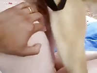 Helping dog to fuck beauty