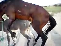 Horse rapes a donkey unmercifully