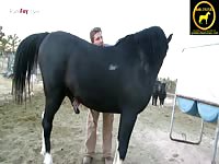 Horses kneeling 2 - Zoo Porn Sex