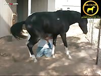 Horses kneeling collection - Free Horse Porn