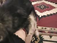 [ Caledonian NV - Dog porn Video ] play time with dakota 2