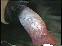 Canines dog penis solo petsex com - Beastiality Sex Video