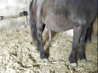 Chick get banged by donkey