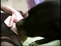 Chick gets fucked sideways by a black dog