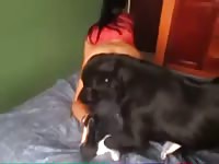 Colombian train your dog to fuck her pussy - Dog Porn