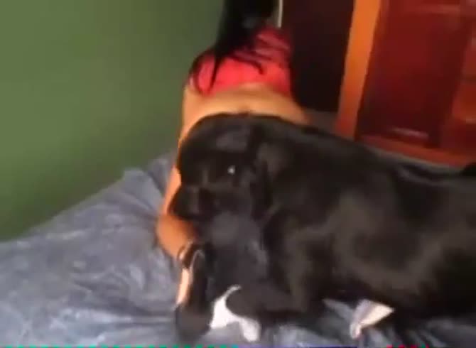 Animal sex with animal videos in Bogota