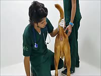 Dog anus exam - Zoophilia Sex Video