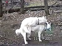 2 white german shepherds mating hard real video no trash uploader