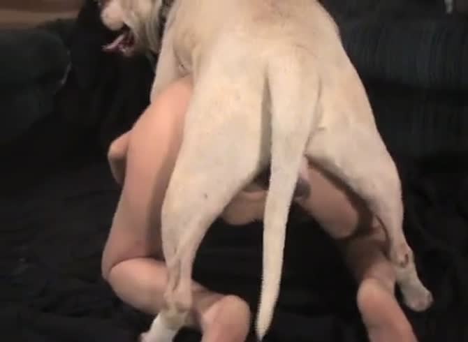 Dog Sex - Free Porn