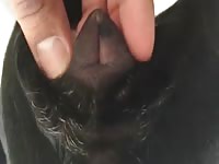 Horny Female Dog Wants To Get Fucked Hard Gay Beast Com - Beastiality Porn Tube