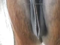 Horny Minimare Gay Beast Com - Bestiality Porn