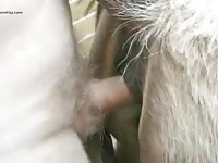 Horse Anal 2 Gaybeast - Beastiality Sex Porn Tube