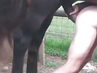 Horse Fucking Men Gaybeast.Com - Bestiality Sex Video
