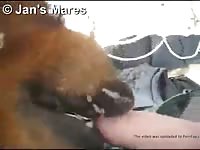Horse Licking Gay Beast Com - Bestiality Sex Video