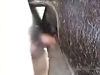 Horse Pussy Fucked Gaybeast Rip - Bestiality Porn