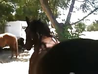 Horse Sexy Ass Gaybeast Rip - Beastiality Sex Video