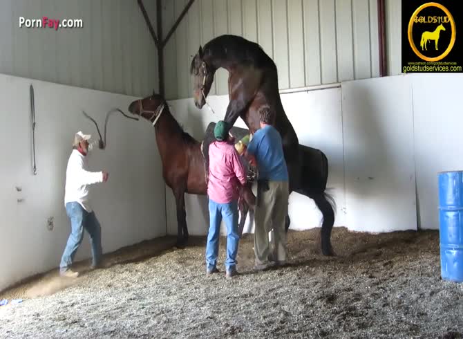 Horse Orgasm Porn - Horses Rearing Ejaculation - Zoo Porn Horse at Katitube