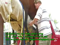 Horses Semen Collection From The Horse Using Manual Stimulation Of His Penis