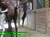 Horses Horse Anal Ejaculatory Pulses Close Up