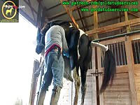 Horses Horse Ejaculation And Anal Contraction During Ejaculation