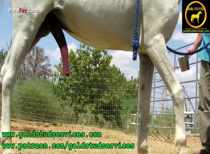 Animal Sex Horse Cum Porn Captions - Horses Horse Semen Ground Collection With No Horse Handler - Zoo Porn Horse  at Katitube