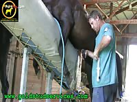 Horses Unsecessful Horse Semen Collection Attempt