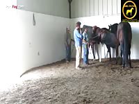 Horses Video To Patreons