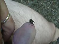 Huge Fly On Cock Gaybeast.Com - Bestiality Sex Video