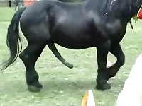 Humongous Horse Cock