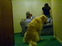 Humping Shylark
