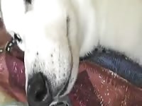 Husky And Boy Gaybeast.Com - Beastiality Porn Movie