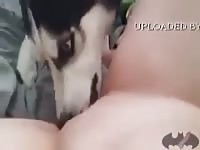 Husky Licking Pussy2