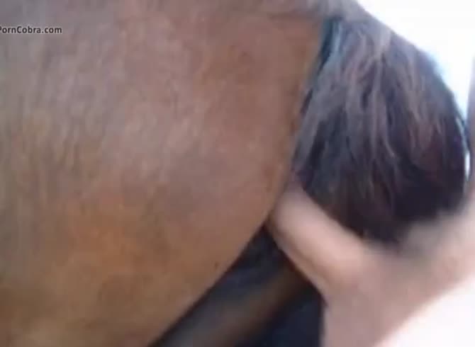 670px x 490px - I Fuck My Horse 14 Male Bestiality Male Zoo Porn Animalsex Gay ...