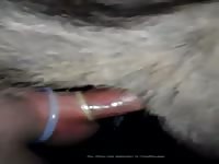 Im Fucking A Donkey With Condom 2 Gaybeast.Com - Bestiality Porn Movie