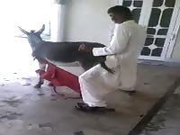 Jihadist Fuck His Donkey Wife