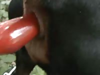 K9 Anal Play Buttplug Petlust Gay Zoo Porn Men And Animal